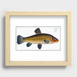 Golden Tench (Cyprinus Tinca auratus) from Ichtylogie, or Natural History General and Particular of Recessed Framed Print