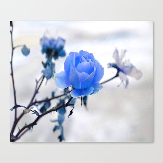 Blue Rose Simplicity Canvas Print