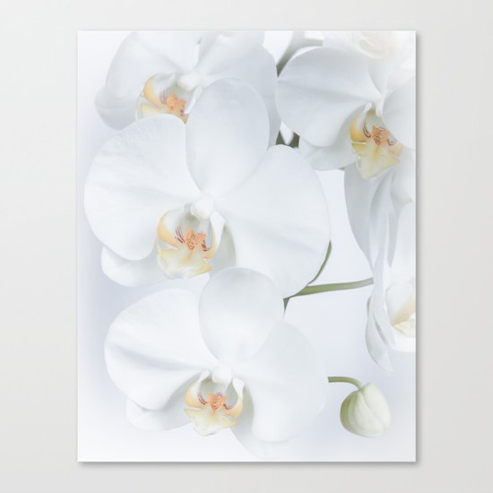 White orchids flowers pure white romantic Canvas Print
