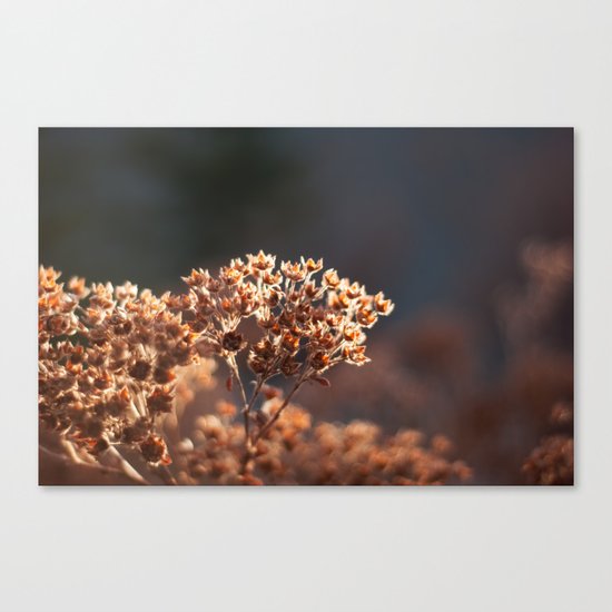 Morning's Light Canvas Print