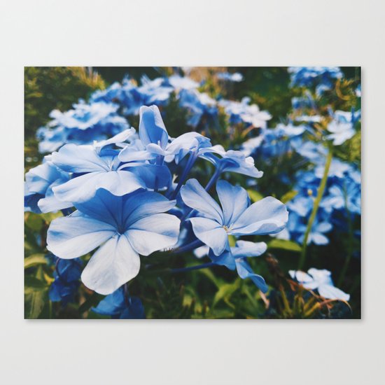 Dainty Canvas Print