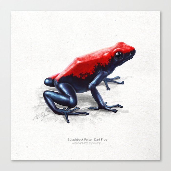 Red splashback poison dart frog art print Canvas Print by Mesa Studios
