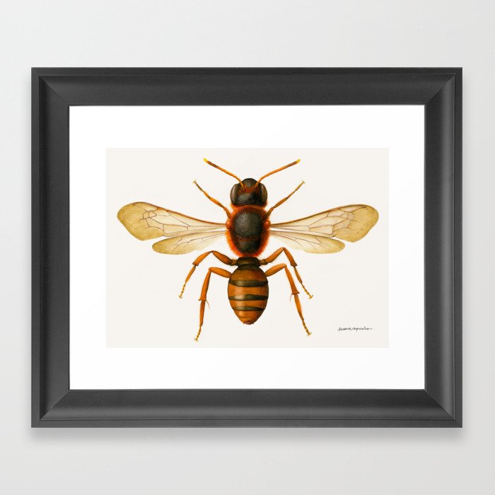 Red cuckoo bee (Nomada agrestis) Framed Art Print