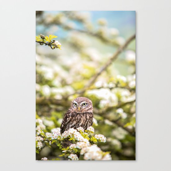 Wise Owl Canvas Print