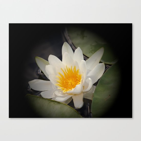 White Waterlily Canvas Print