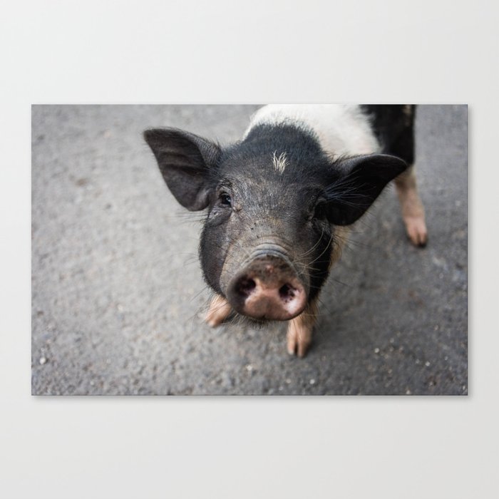 Curious Pig Portrait Canvas Print