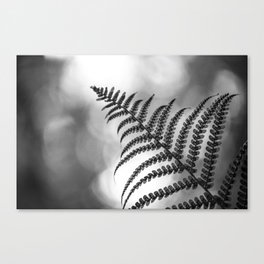 Close up of a fern nature black and white photograph - photography - photographs by Milada Vigerova Canvas Print
