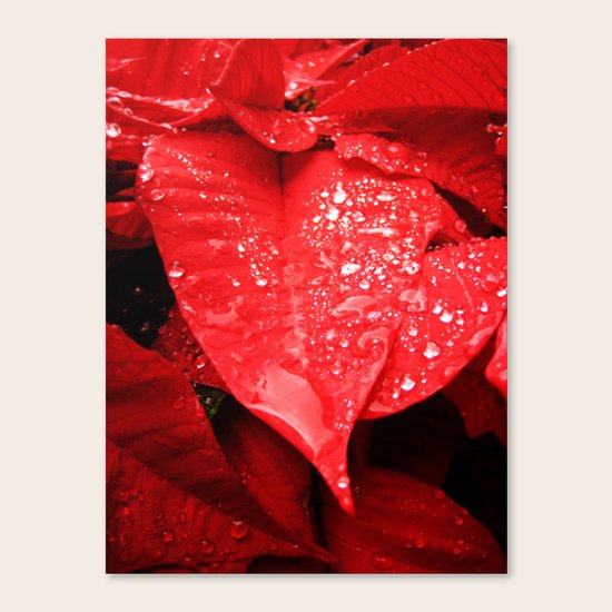 Poinsettia Canvas Print