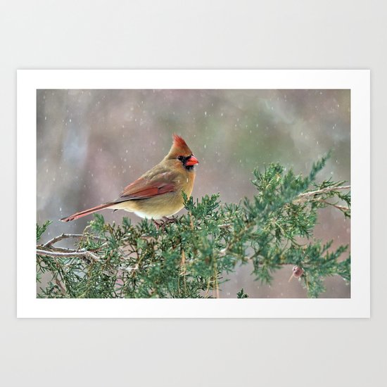 Waiting for Christmas Cardinal Art Print