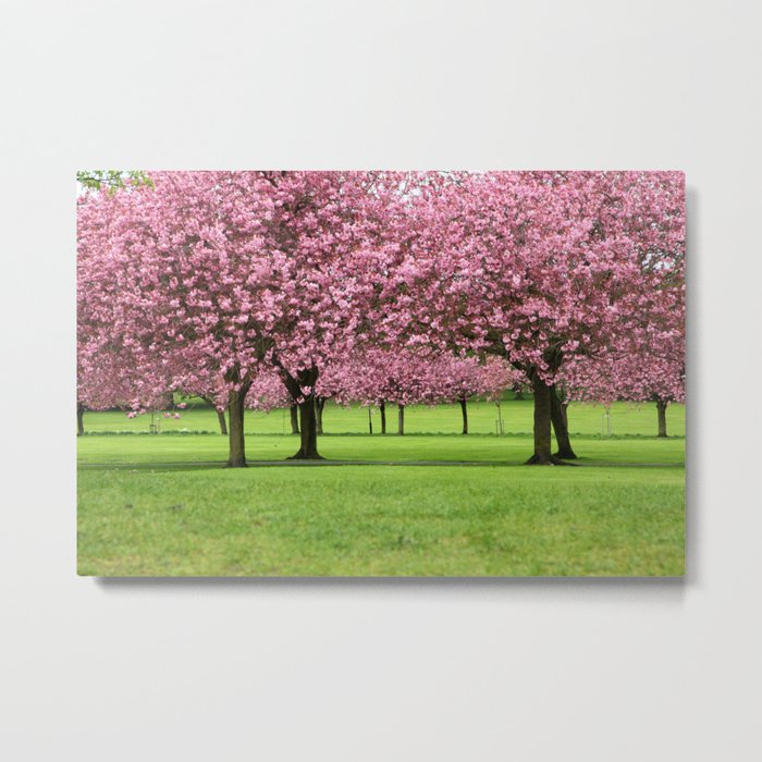 Cherry Trees Metal Print
