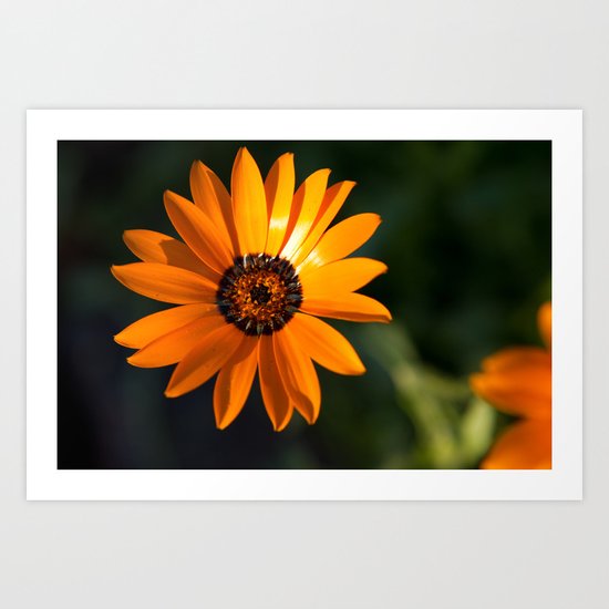 Vibrant Orange Flower Art Print