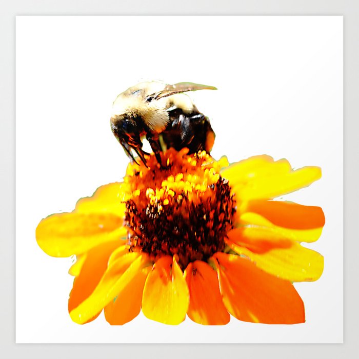 Bee On a Flower Art Print