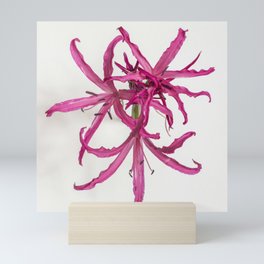 Nerine Lily Flower Mini Art Print