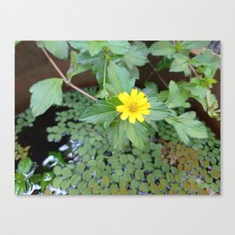 Yellow chrysanthemum with green leaves in water (300) Canvas Print