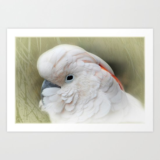 Kakadu Art Print