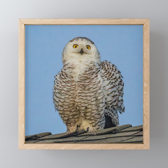 Snowy Owl Portrait Framed Mini Art Print