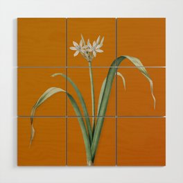 Vintage Small Flowered Pancratium Botanical Illustration on Bright Orange Wood Wall Art