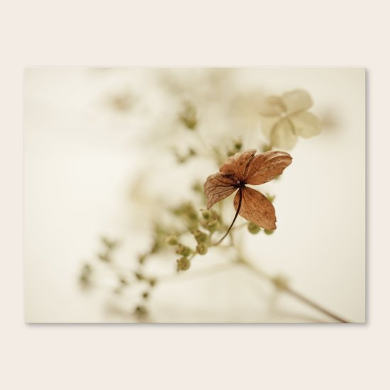 Hortensia Canvas Print