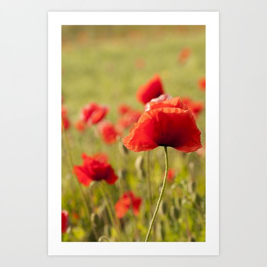 Romantic Poppy field Art Print