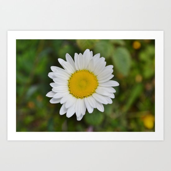 Daisy, Pure & Simple Art Print