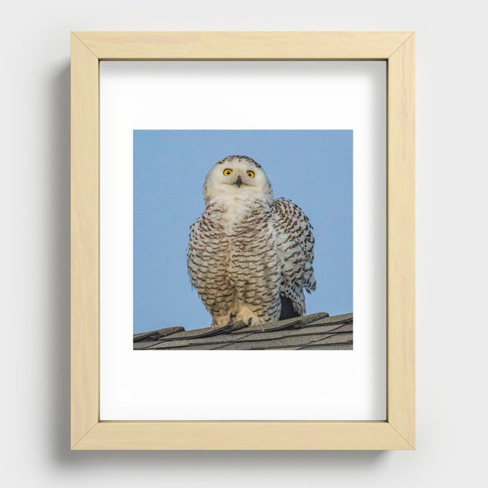 Snowy Owl Portrait Recessed Framed Print