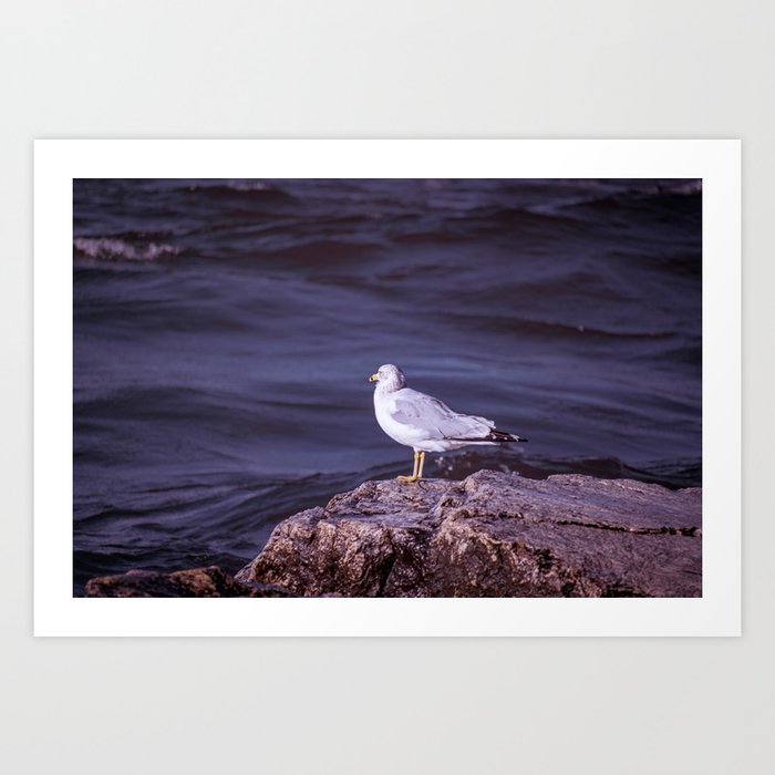 Single Sea Gull on Lake Michigan Stone Shore Art Print