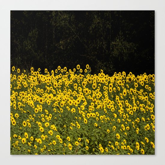 Sunflowers Canvas Print