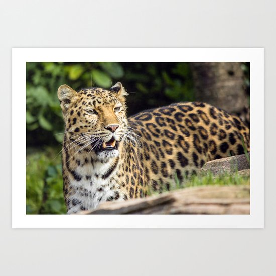 Amur Leopard Art Print