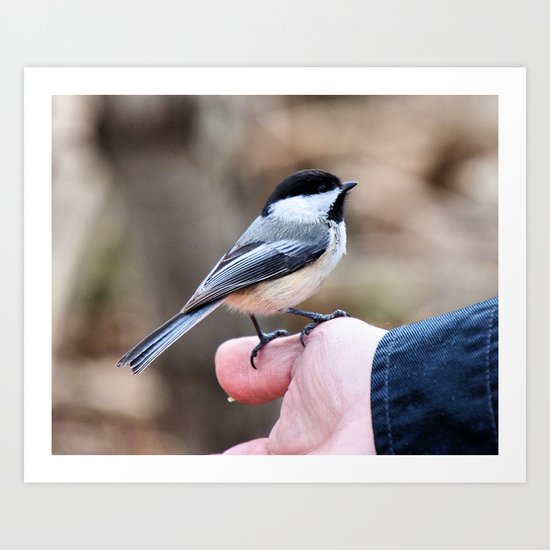 lets feed the birds Art Print