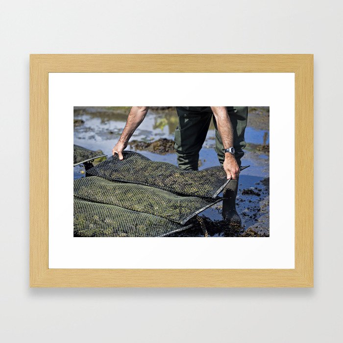 Oysters Framed Art Print