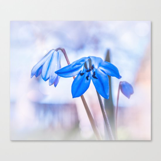 Scilla Canvas Print