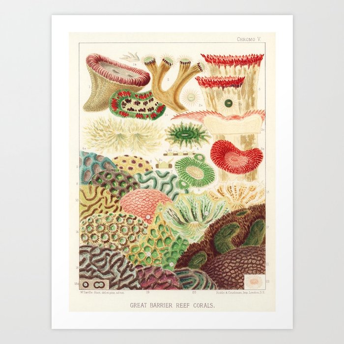 Great Barrier Reef Corals from The Great Barrier Reef of Australia (1893) by William Saville-Kent Art Print