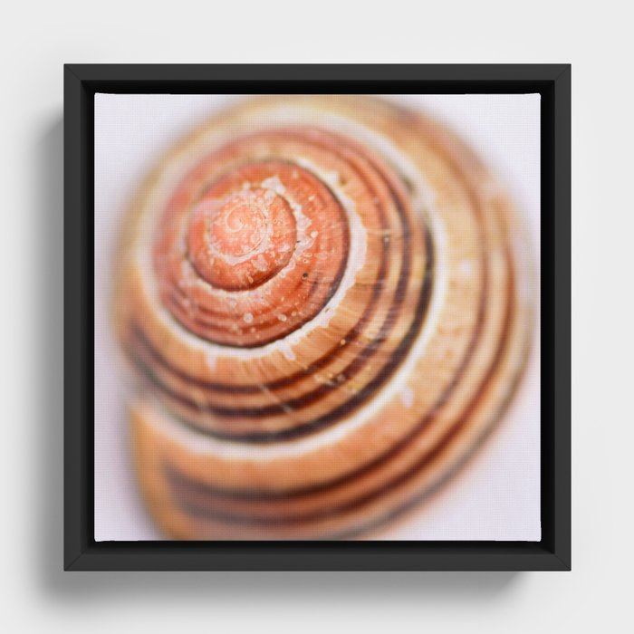 Snail Shell Framed Canvas