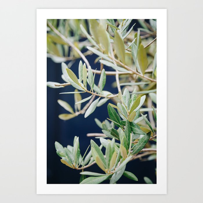 Photo of a Mediterranean Olive Tree II, in Trastevere Rome, Italy | Fine Art Travel Photography |  Art Print