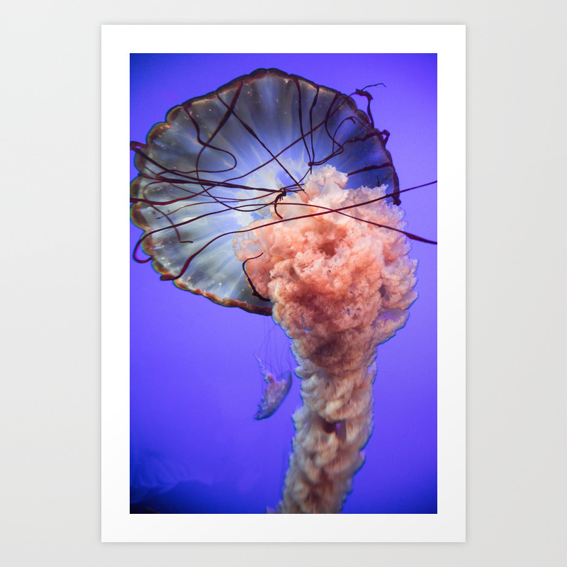 Jellyfish Photography Rainbow Colourful Deep Sea Exploration Art Print By Wildhood Society6