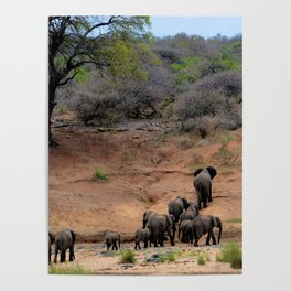 South Africa Photography - A Herd Of Elephants Poster