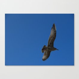 Flying Hawk Canvas Print