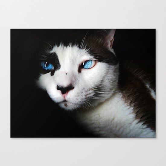 Cat siamese blue eyes Canvas Print