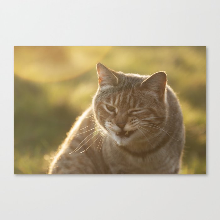 Grumpy face Canvas Print