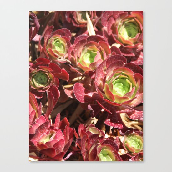 Natural carpet Canvas Print