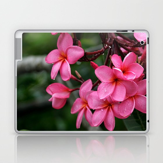 Pink Plumeria Flower Plant Frangi Pani Petals Bloom Laptop & iPad Skin