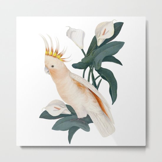 Pink Cockatoo Metal Print