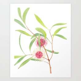 Pincushion Hakea (Hakea Laurina) watercolour; Australian flower Art Print