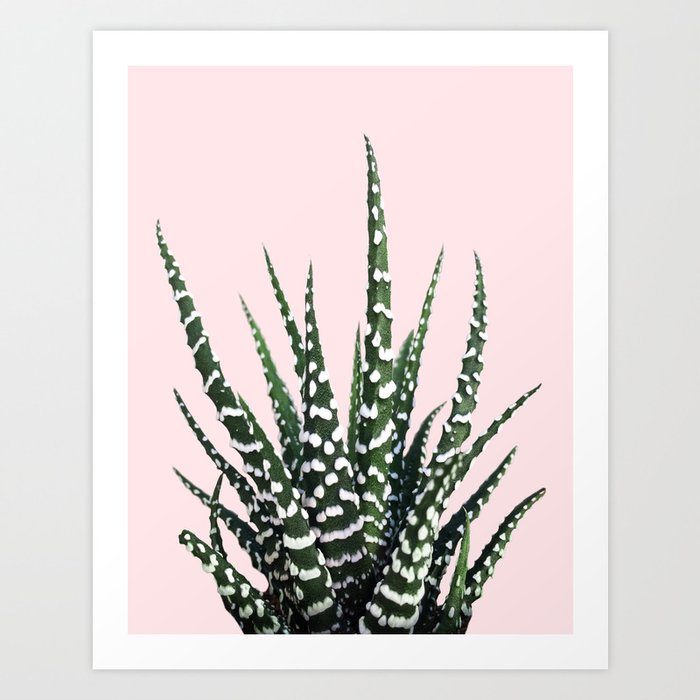 Cactus Photography Pink Plants Nature Succulent Flower Summer Desert Art Print By Wildhood
