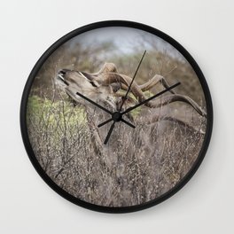 Male Greater Kudo Reaching for the Leaves Wall Clock | Woodlandantelope, Mammal, Botswana, Africa, Savanna, Green, Brown, Photo, Kalaharidesert, Red 