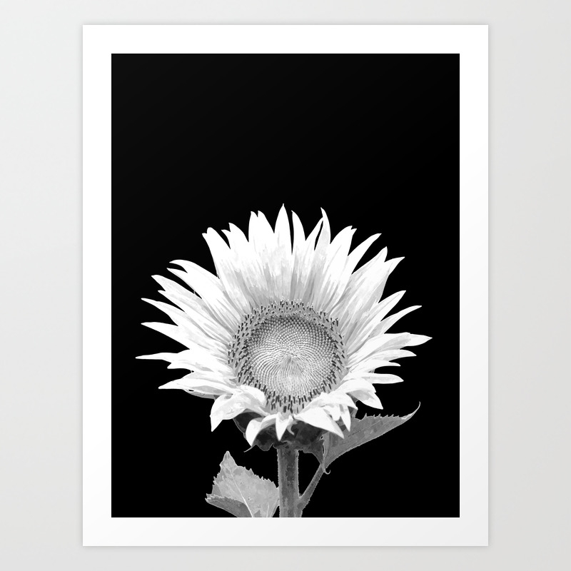White Sunflower Black Background Art Print By Alemi Society6