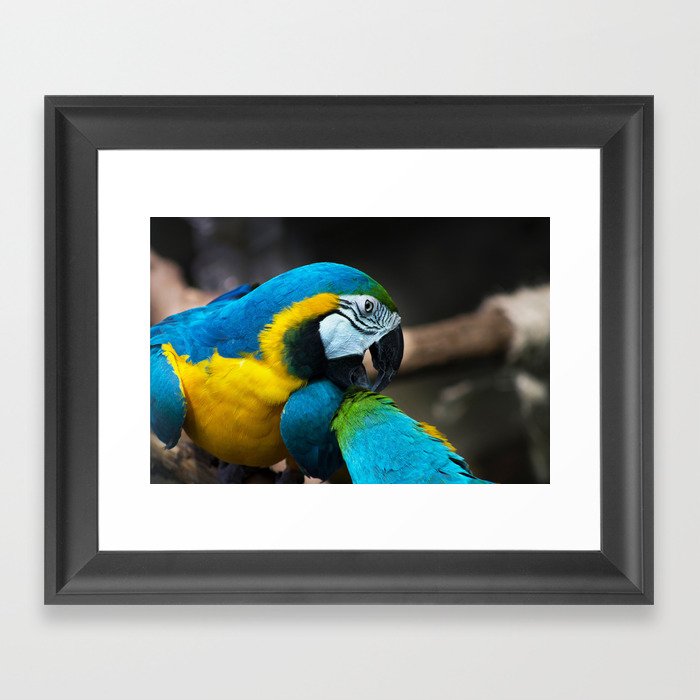 Macaw Grooming Framed Art Print