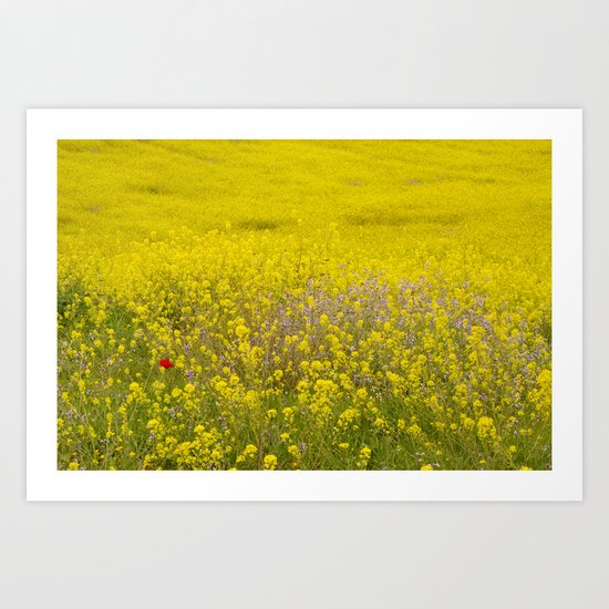 One lonely poppy in the yellow field Art Print