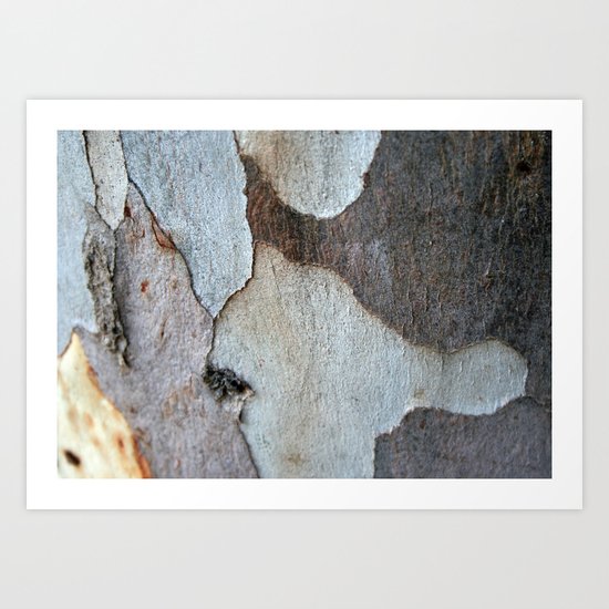 Peeling Bark Of A Eucalyptus Gum Tree Art Print