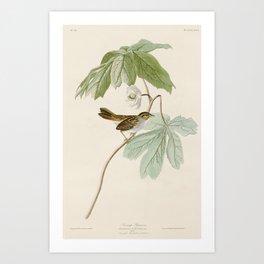 Swamp Sparrow by John James Audubon Art Print